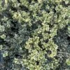 Alpha Variegated Boxwood -The Orchard Zone image c6b849d7 3f1e 49ed a861 9944f09d7091 1