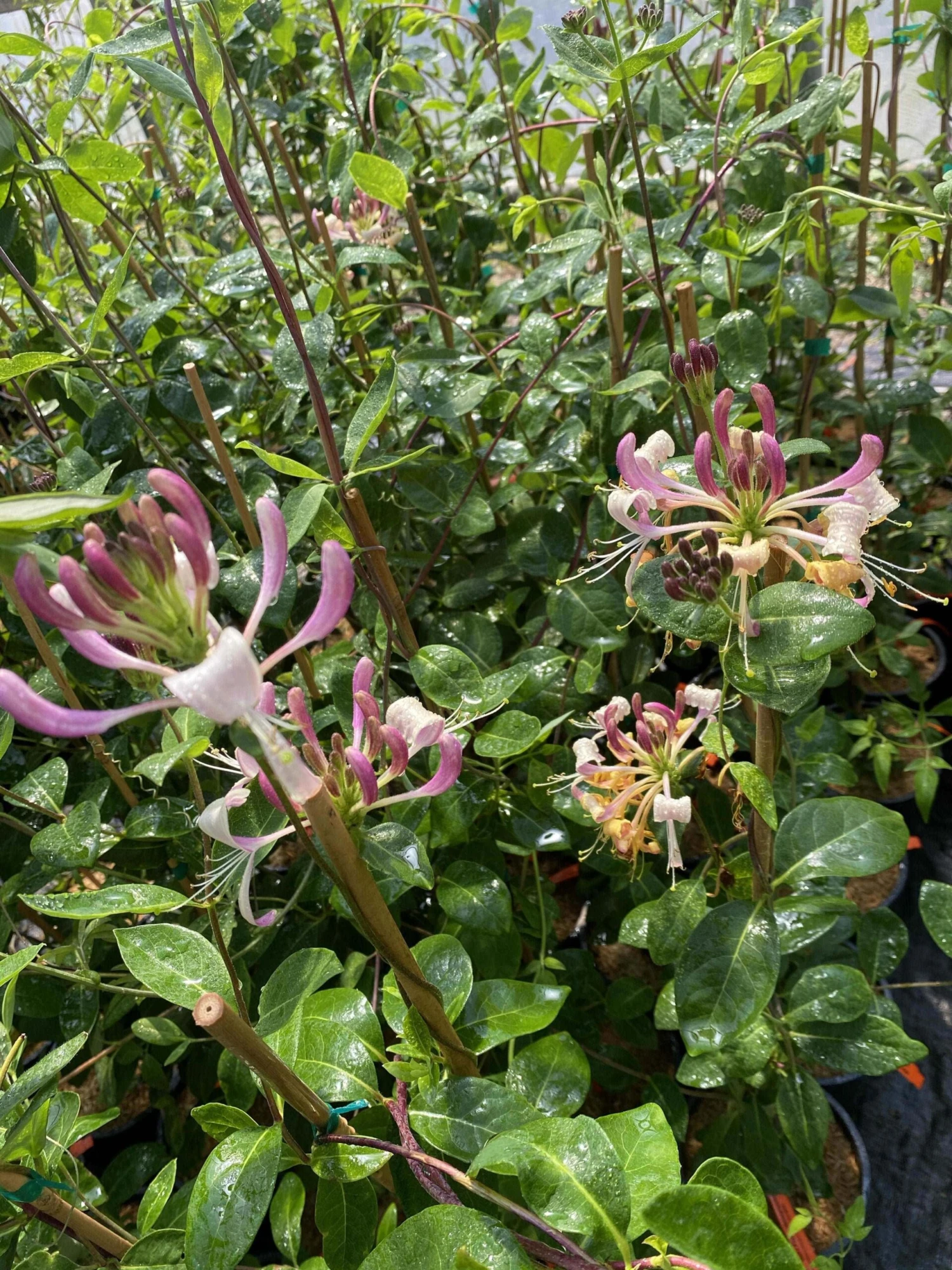 Gold Flame Honeysuckle 3 Gold Flame Honeysuckle