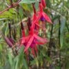 Chilean Fuchsia 2 Chilean Fuchsia -The Orchard Zone image ef8ecd1d e7ed 432b 820e d6a406d46619 1