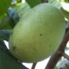 Wabash® Paw Paw -The Orchard Zone image 1daccc40 0e22 4149 b0f8 250deaba3e1b