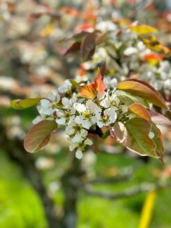 Shinsui Asian Pear -The Orchard Zone image e986c5e1 8d9c 4570 bf9b 60fb505aa874
