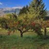 Zestar Apple -The Orchard Zone img 20180924 090547 02 1