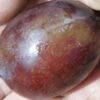 Imperial Epineuse European Plum -The Orchard Zone imperial epineuse