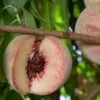Indian Free Peach 1 Indian Free Peach -The Orchard Zone indian free peach
