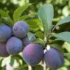 Italian Prune European Plum -The Orchard Zone italianprune