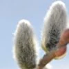 Japanese Pussywillow -The Orchard Zone japanese pussy willow