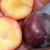 Kuban Delight Asian Plum 1 Kuban Delight Asian Plum -The Orchard Zone k delight 1