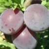 Kuban Comet Asian Plum -The Orchard Zone k comet 1