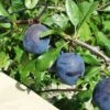 Kirke's Blue European Plum 2 Kirke's Blue European Plum -The Orchard Zone kirkes blue 1