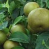 Korean Giant Asian Pear -The Orchard Zone korean giant 1