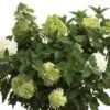 Limelight® Hydrangea 2 Limelight® Hydrangea -The Orchard Zone limelight