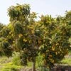 Loquat Seedling -The Orchard Zone loquat 2 1