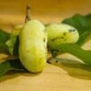 Mango Paw Paw -The Orchard Zone lpc 2 180917 8216 picked pawpaws and leaves scaled 1