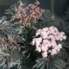 Laced Up® Elderberry -The Orchard Zone luedler