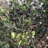 Luma (Chilean Myrtle Berry) -The Orchard Zone luma 1