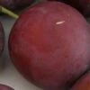 Monsieur Hatif European Plum 2 Monsieur Hatif European Plum -The Orchard Zone monsiieur hatif