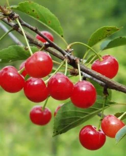 Montmorency Cherry