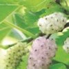 Pakistan White Fruiting Mulberry -The Orchard Zone mulberries d435 white fruiting 1