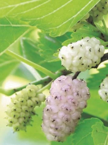 Pakistan White Fruiting Mulberry 3 Pakistan White Fruiting Mulberry