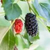 Dwarf Mulberry -The Orchard Zone mulberry product