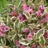 Alpha My Monet® Weigela 2 Alpha My Monet® Weigela -The Orchard Zone mymonet