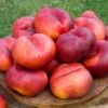 Sauzee King White Nectarine -The Orchard Zone nectarine sauzee king
