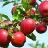 Northern Spy Apple -The Orchard Zone northspy