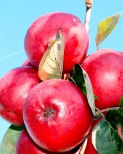 Redlove® Odysso 5 Redlove® Odysso -The Orchard Zone odysso