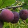 Opal European Plum -The Orchard Zone opal plum