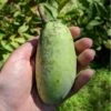 Shenandoah™ Paw Paw -The Orchard Zone paw paw 2