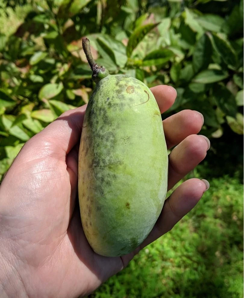 Shenandoah™ Paw Paw 3 Shenandoah™ Paw Paw