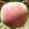 Salish Summer Peach -The Orchard Zone peach c530 salish summer 1