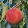 Early Redhaven Peach -The Orchard Zone peach red haven