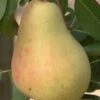 Butirra Precoce Morettini European Pear 2 Butirra Precoce Morettini European Pear -The Orchard Zone pears b160 butirra precoce morettini 1