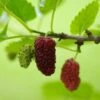 Red ShahToot Mulberry 1 Red ShahToot Mulberry -The Orchard Zone persianmulberry
