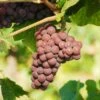 Pinot Gris Grape -The Orchard Zone pinot gris grape
