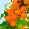 Tilton Apricot 2 Tilton Apricot -The Orchard Zone plantnet rootstock apricot dwarf tilton