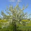 Combo Pluot Tree (3 Varieties) -The Orchard Zone pluot tree