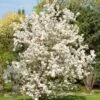 Evereste Crabapple -The Orchard Zone pommier d ornement evereste 592753 1