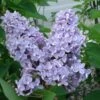 President Grevy Lilac 2 President Grevy Lilac -The Orchard Zone presidentgrevy