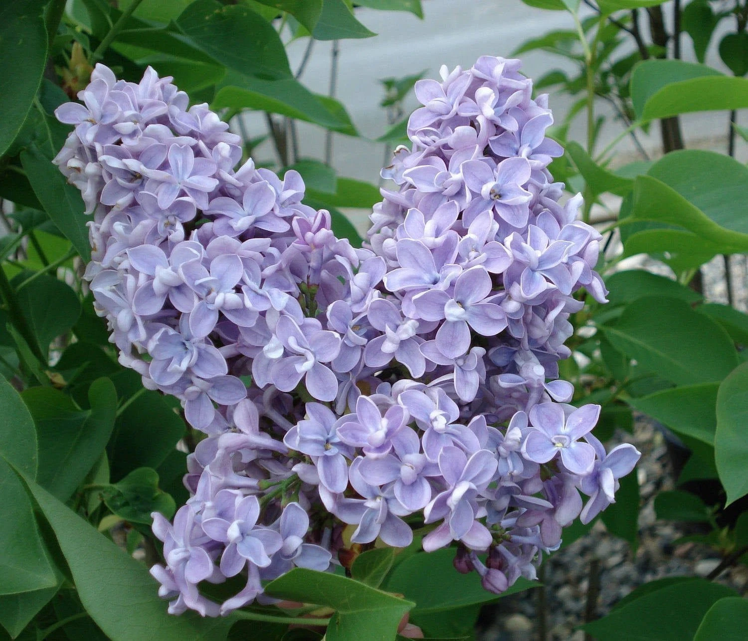 President Grevy Lilac 3 President Grevy Lilac