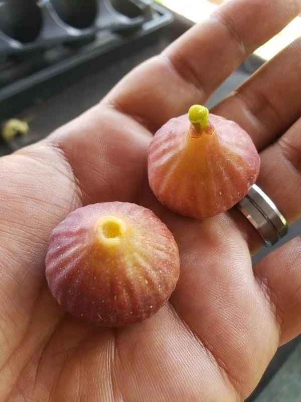 Little Ruby Fig 4 Little Ruby Fig - Image 2