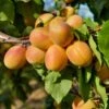 Puget Gold Apricot 1 Puget Gold Apricot -The Orchard Zone puget gold apricot