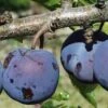 Royal European Plum Bundle No. 1 -The Orchard Zone purple gage 1 490x735 crop cent gigapixel low res scale 2 00x b6056281 7c06 4bc6 ba50 987f8d0d0f5e