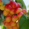 Rainier Cherry 2 Rainier Cherry -The Orchard Zone rainier cherry 1
