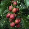 Ken's Red Hardy Kiwi -The Orchard Zone red