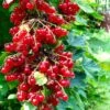Rolam Red Currant -The Orchard Zone red currant 4 1