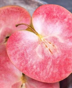 The Orchard Zone -The Orchard Zone red fleshed 1