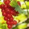 Rosetta Red Currant -The Orchard Zone red currant