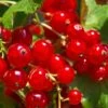 Tatran Red Currant -The Orchard Zone red currant 2